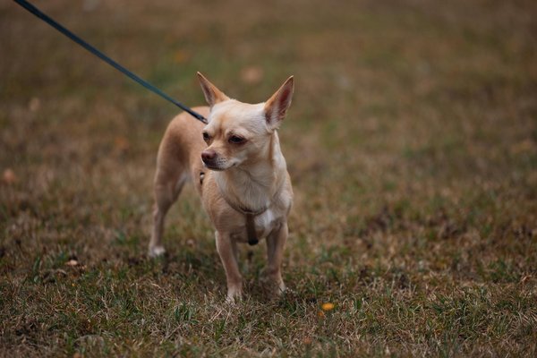 Comment éduquer correctement votre chaton?