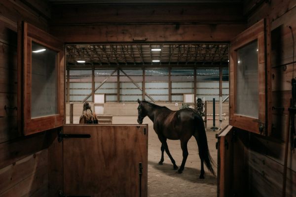 Top choix de portes d'écurie sécurisées et esthétiques pour chevaux